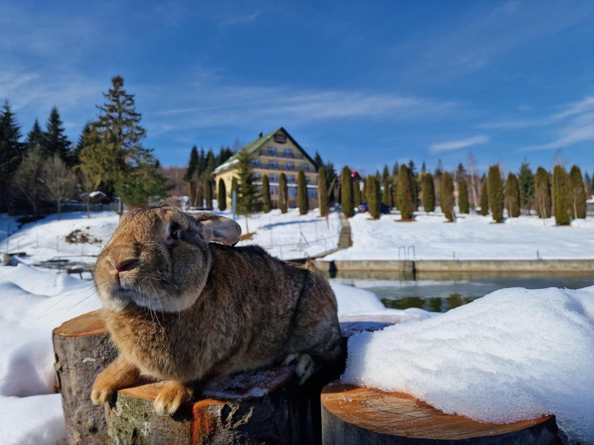 Poiana Bucovat Hotel Gura Humorului Luaran gambar