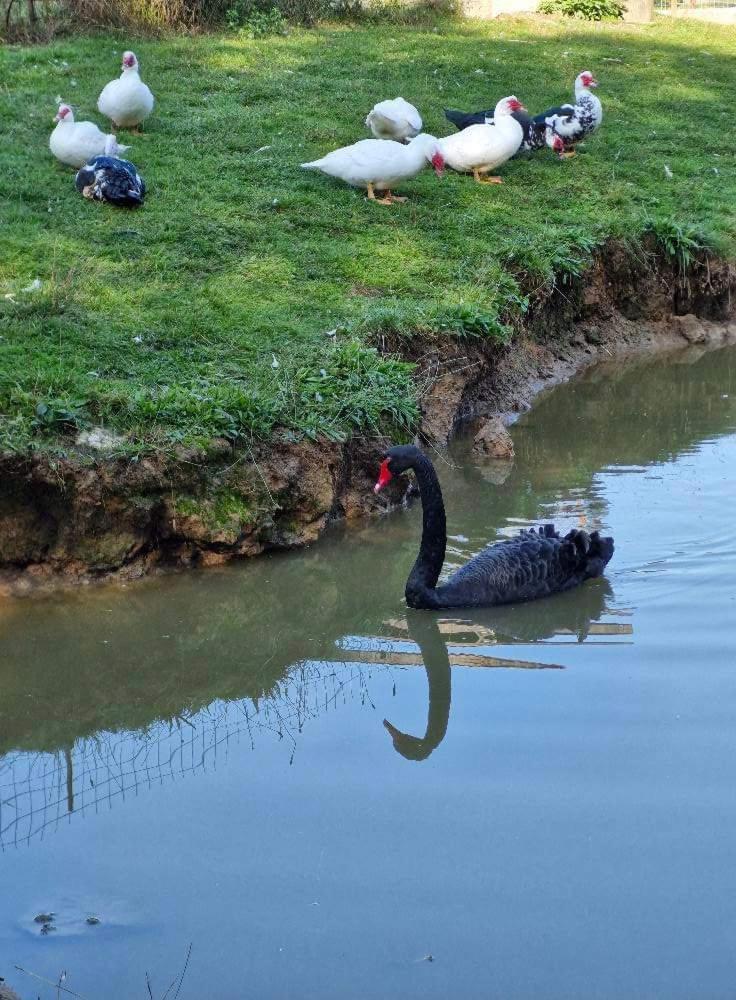 Poiana Bucovat Hotel Gura Humorului Luaran gambar